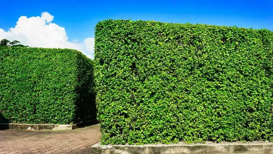 五种最适合绿化养护的植物品种介绍